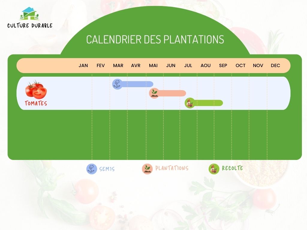 Comment Et Quand Planter Les Tomates En Current Date Format Y