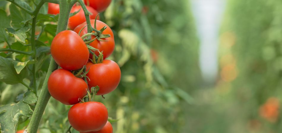 Comment Et Quand Planter Les Tomates En Current Date Format Y