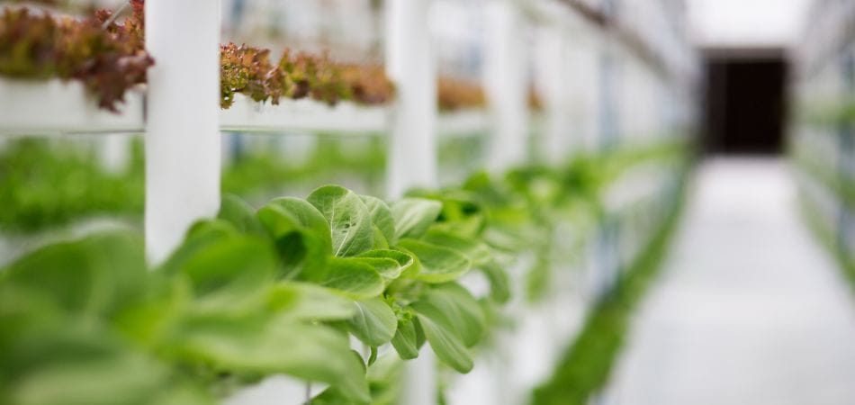 Les avantages d'un système aquaponique et hydroponique
