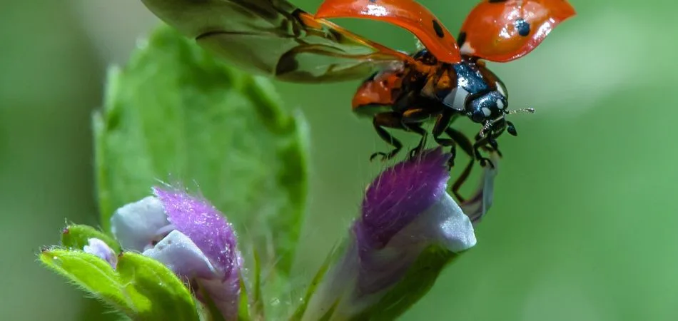 Définition d'une coccinelle