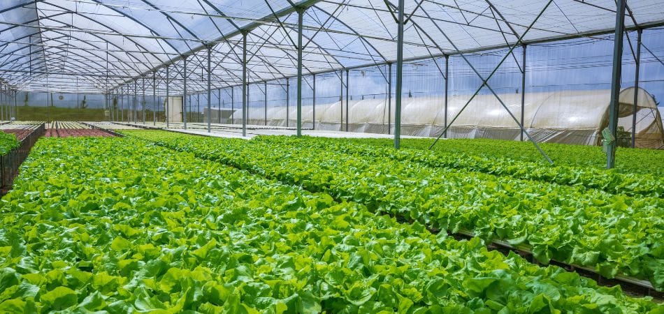 Définition de l'hydroponie