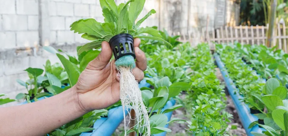entretient d'une plante en hydroponie