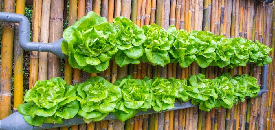 Quels légumes dans un potager verticale