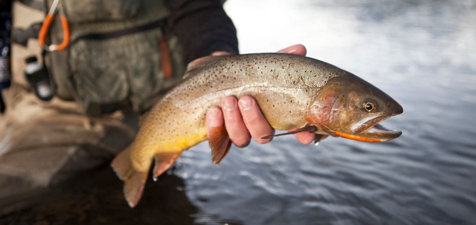 Fumage à froid des truites en aquaponie - Truites aquaponiques