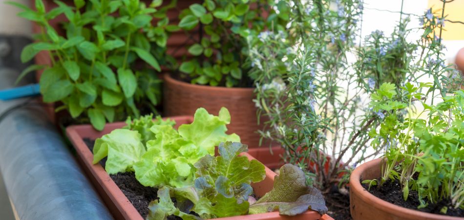 Jardinage durable, du balcon au potager : résumé