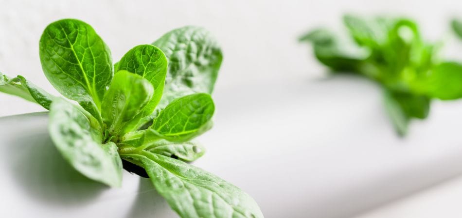 Comment fonctionne un système aquaponique?