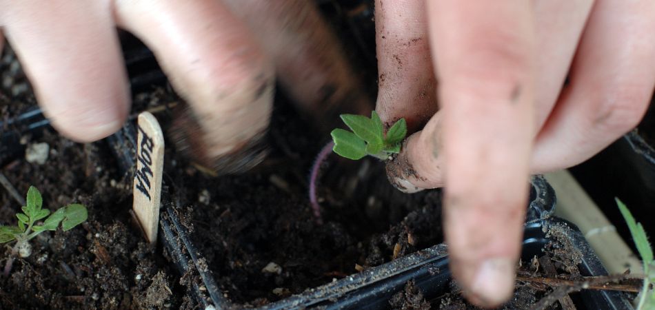 Comment Repiquer Vos Plants De Tomates Pour Une R Colte Abondante